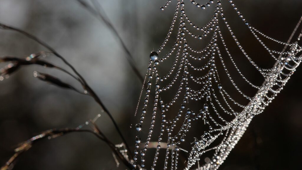 Dew-covered spider web glistening in soft morning light.