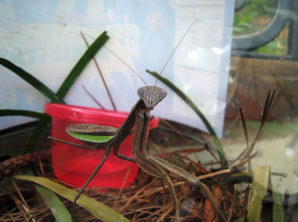 A terrarium containing a praying mantis