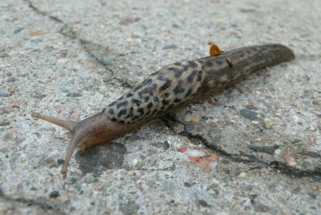 A close-up shot of a leopard slug