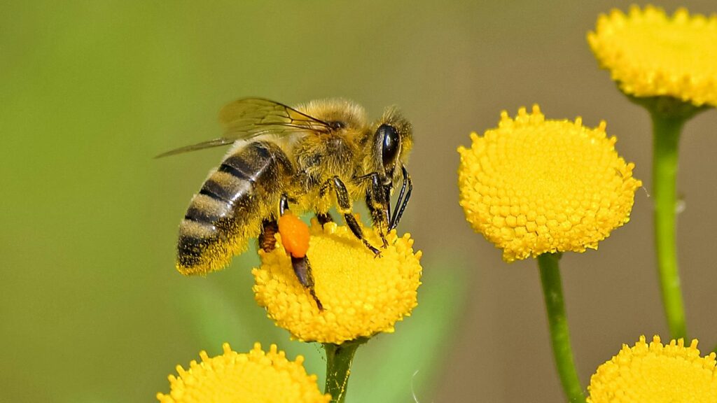 Detailed shot of a honeybee pollinating vibrant yellow flowers in nature.