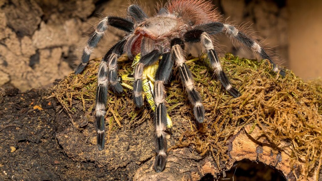 Tarantula with black and white striped legs eating a yellow insect on mossy bark.