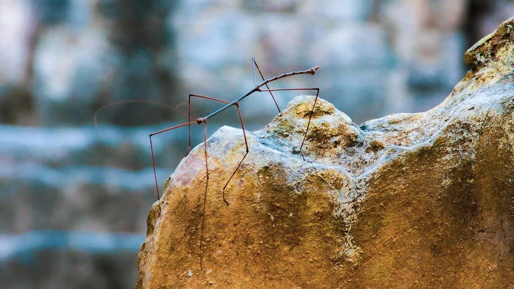 Stick insect camouflaged on a rock.