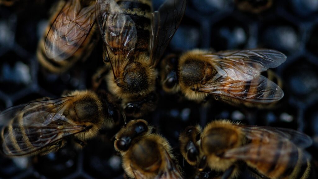 Cluster of bees on dark honeycomb.