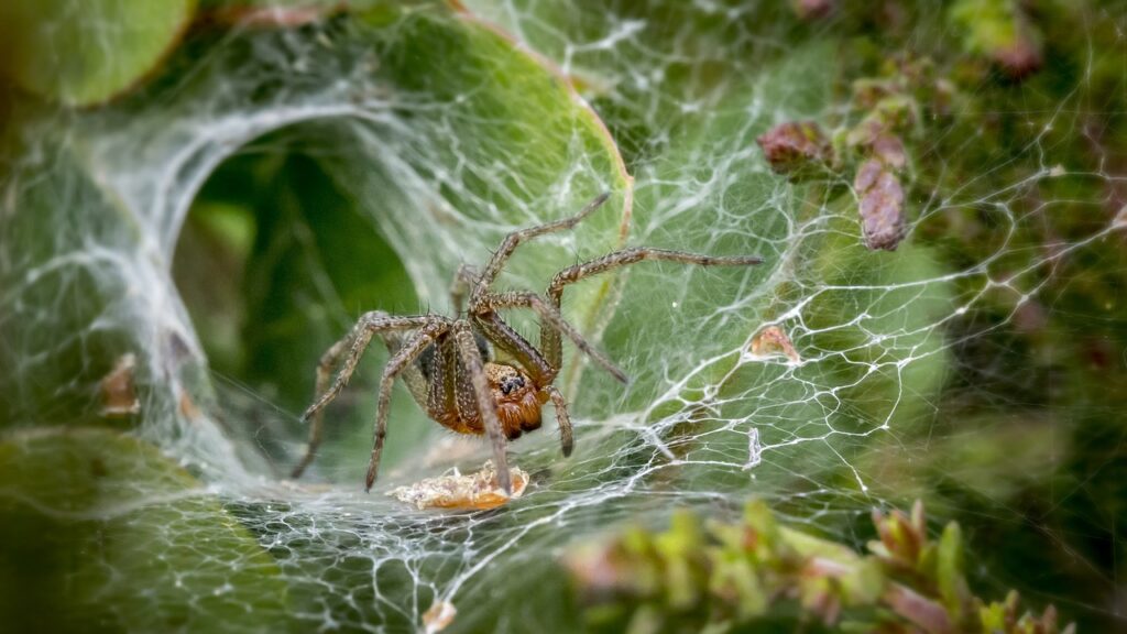 A brown funnel-web spider sits in the center of its silk tunnel nest among green foliage.