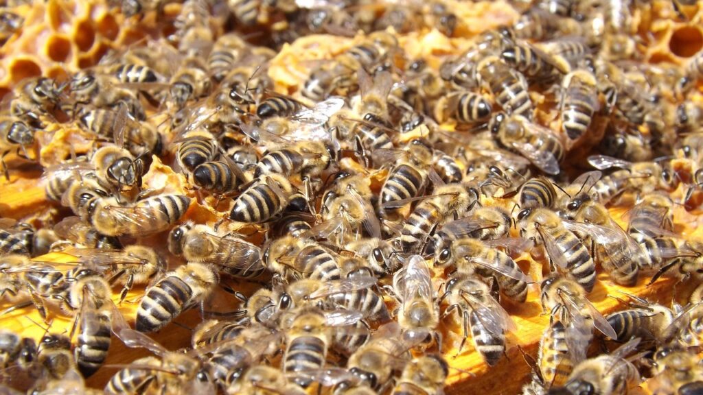Swarm of honey bees densely covering honeycomb.