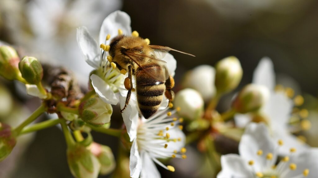 Honey bee on white flower.