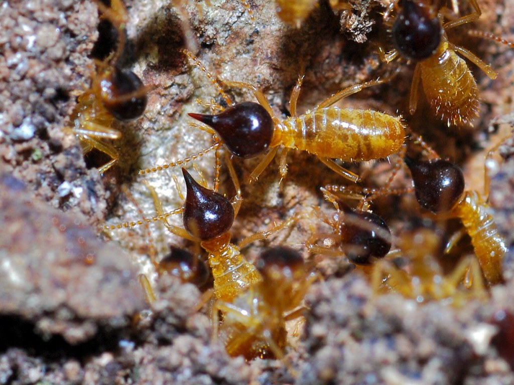 Termites (Nasutitermes corniger)