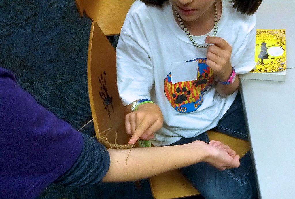 A stick insect under study