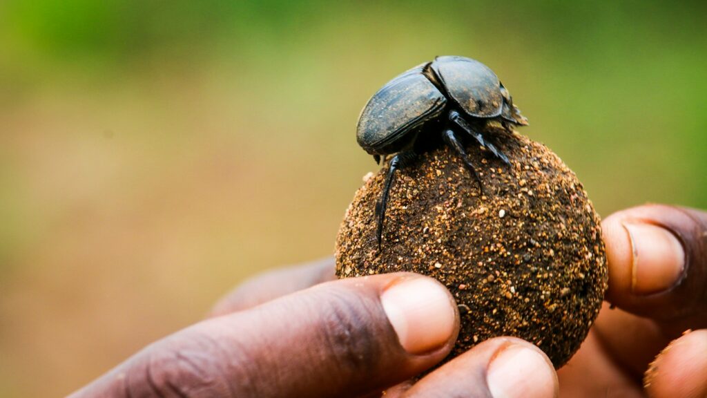 person holding black beetle