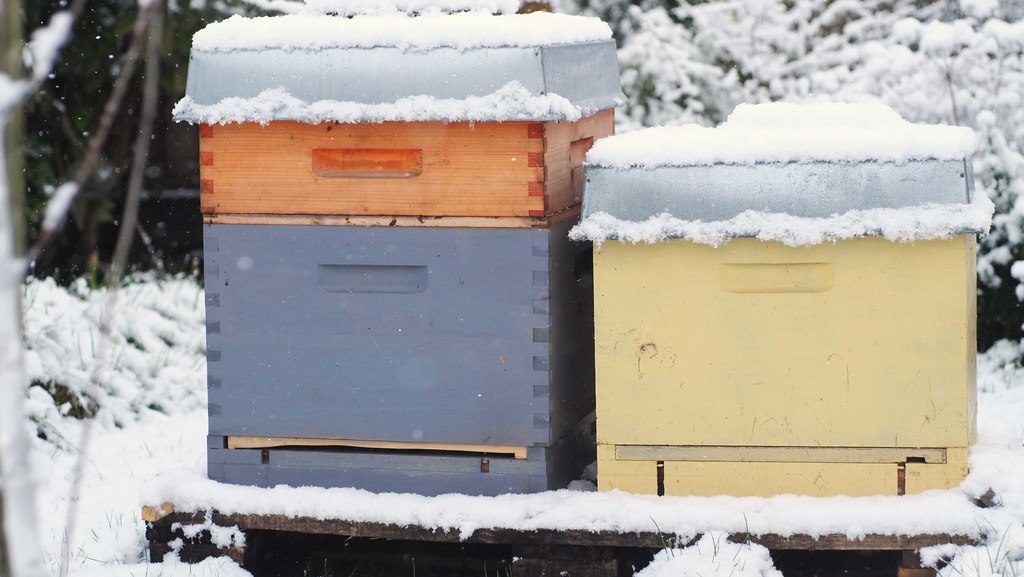 A closed bee hive under snow, showing the heating ability of bees.