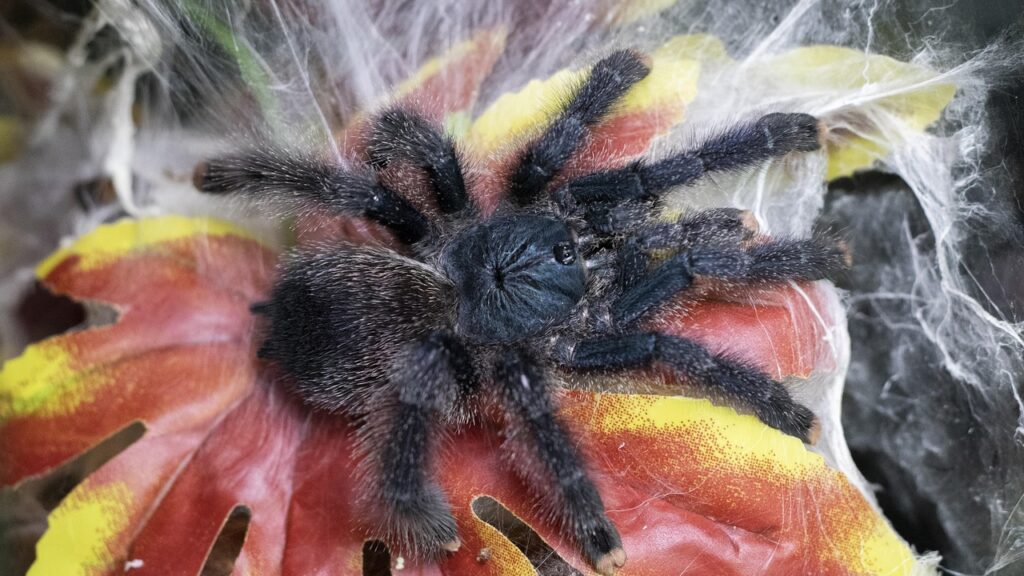 A fluffy Avicularia avicularia tarantula resting on a colorful leaf within a webbed retreat.