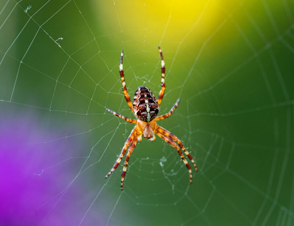 Detailed macro shot of a cross spider (Araneus diadematus) weaving its web.