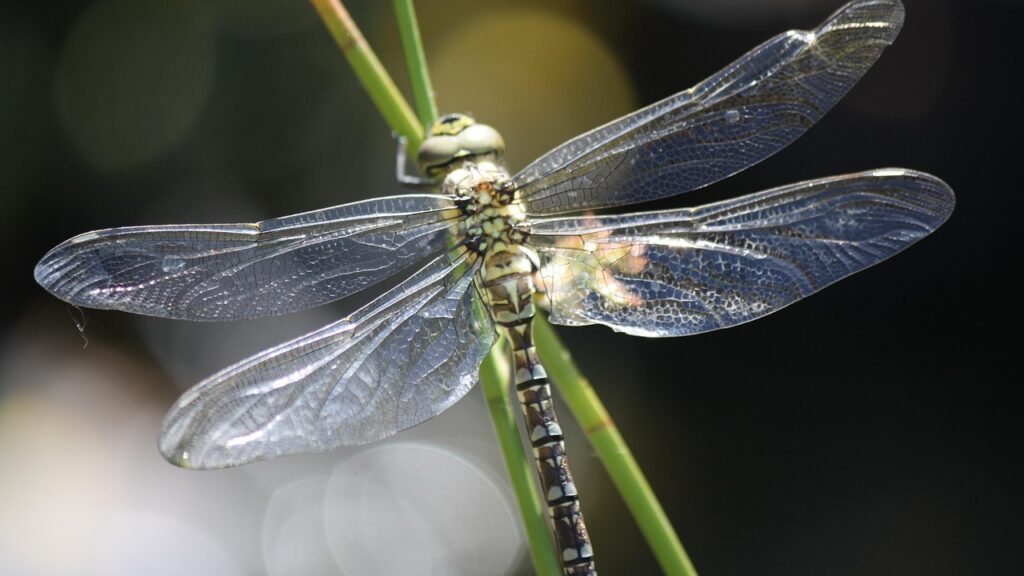 dragonfly, insect, wings, wildlife, bug, southern hawker, nature