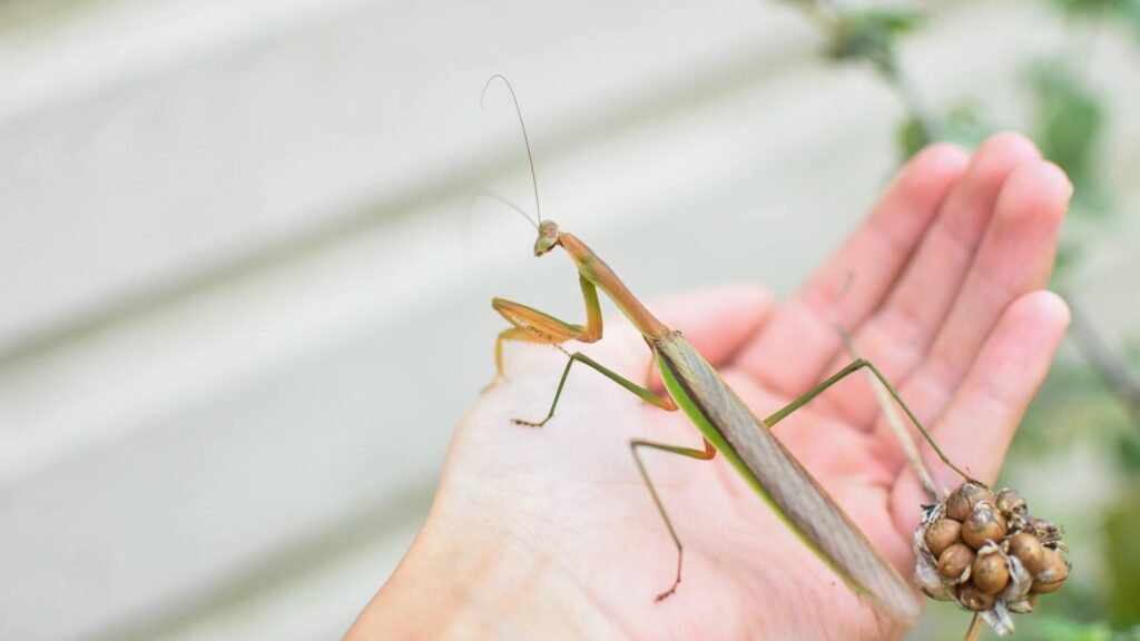 A large praying mantis perched on a person’s hand, holding a cluster of brown seeds or eggs.