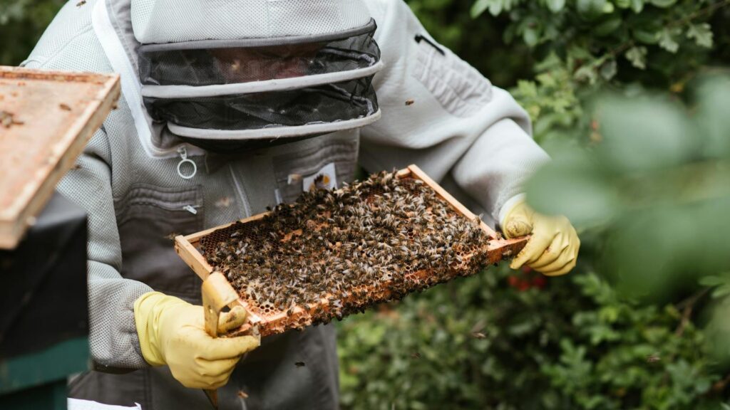 Crop unrecognizable farmer in uniform holding honeycomb with bees while working in countryside garden