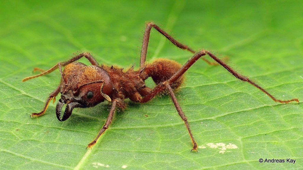 Leafcutter ant soldier, Atta cephalotes