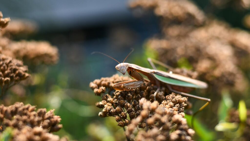 A praying mantis resting on dried brown flowers in a sunlit garden.