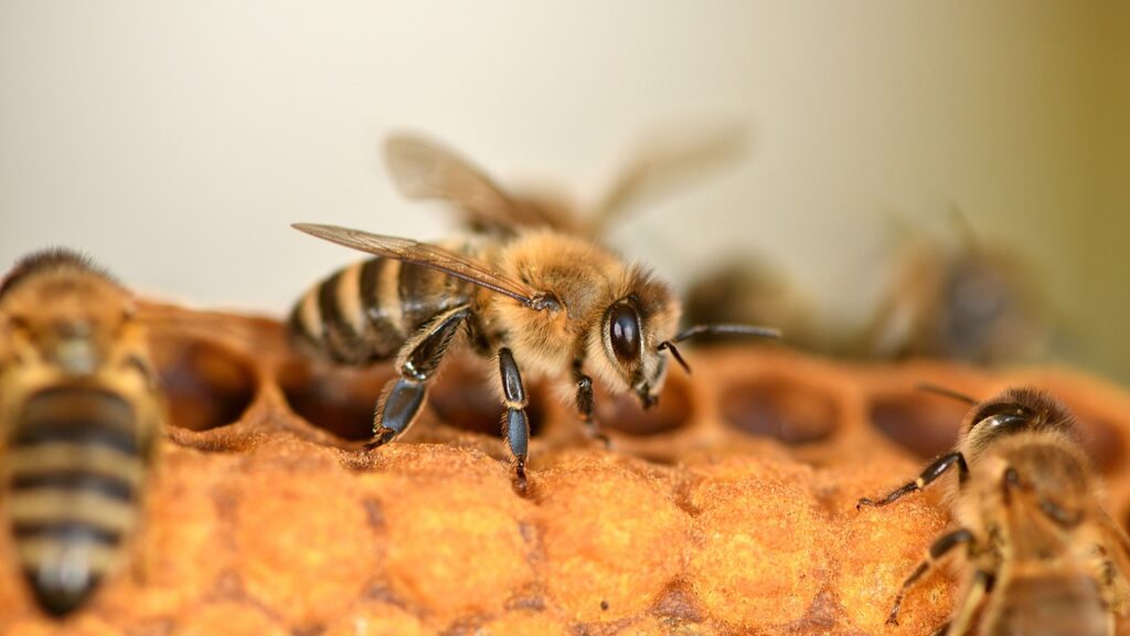 Honey bee on honeycomb.
