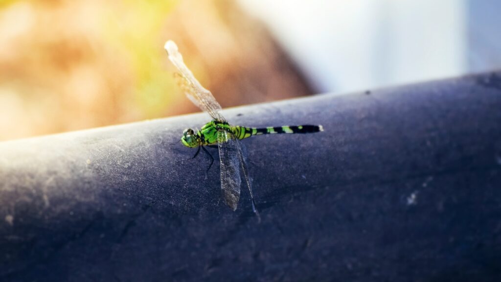 dragonfly, insect, green dragonfly, green darner, common green darner, closeup, transparent wings, anax junius