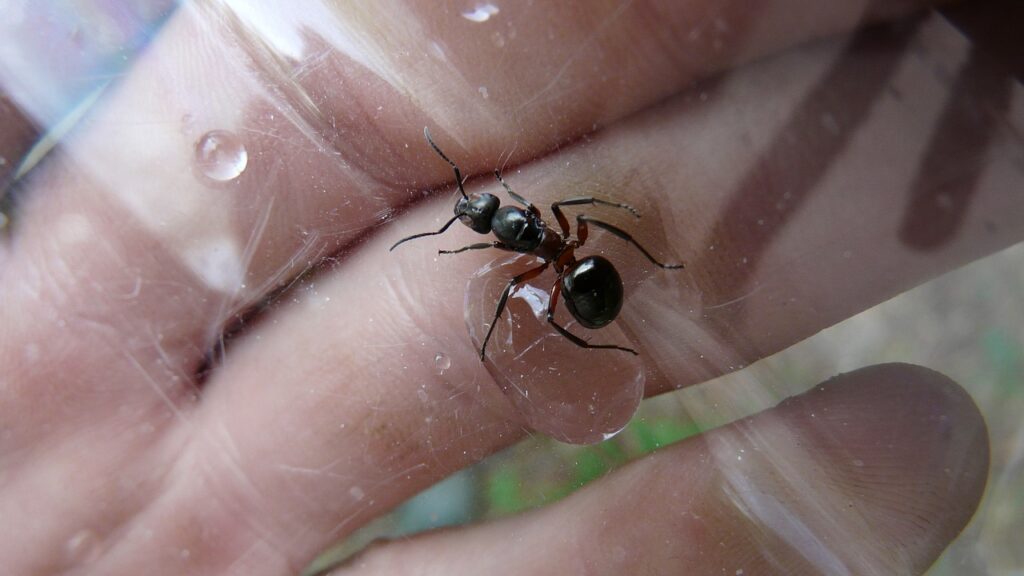 wood ant queen, ant queen, wood ant, ant, nature, red wood ant, insect, formica polyctena