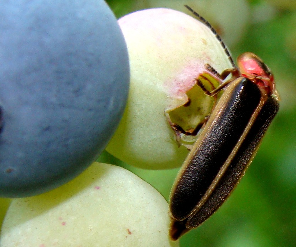 An adult firefly feeding blueberries.