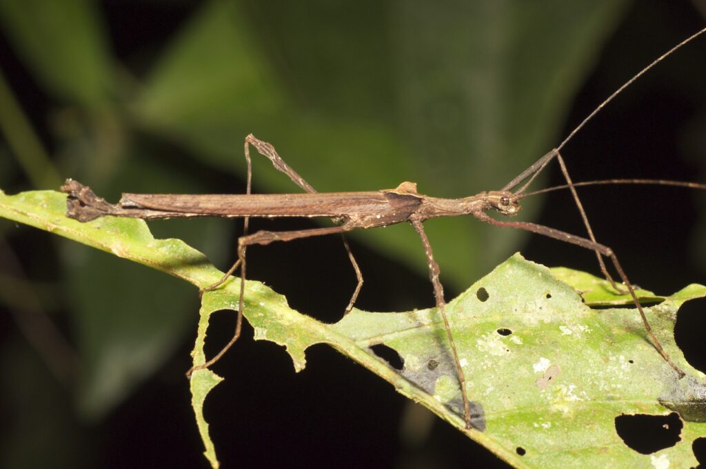 A walking stick insect on foliage.