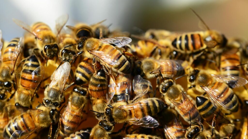 Detailed macro shot of honey bees swarming on a vibrant honeycomb.