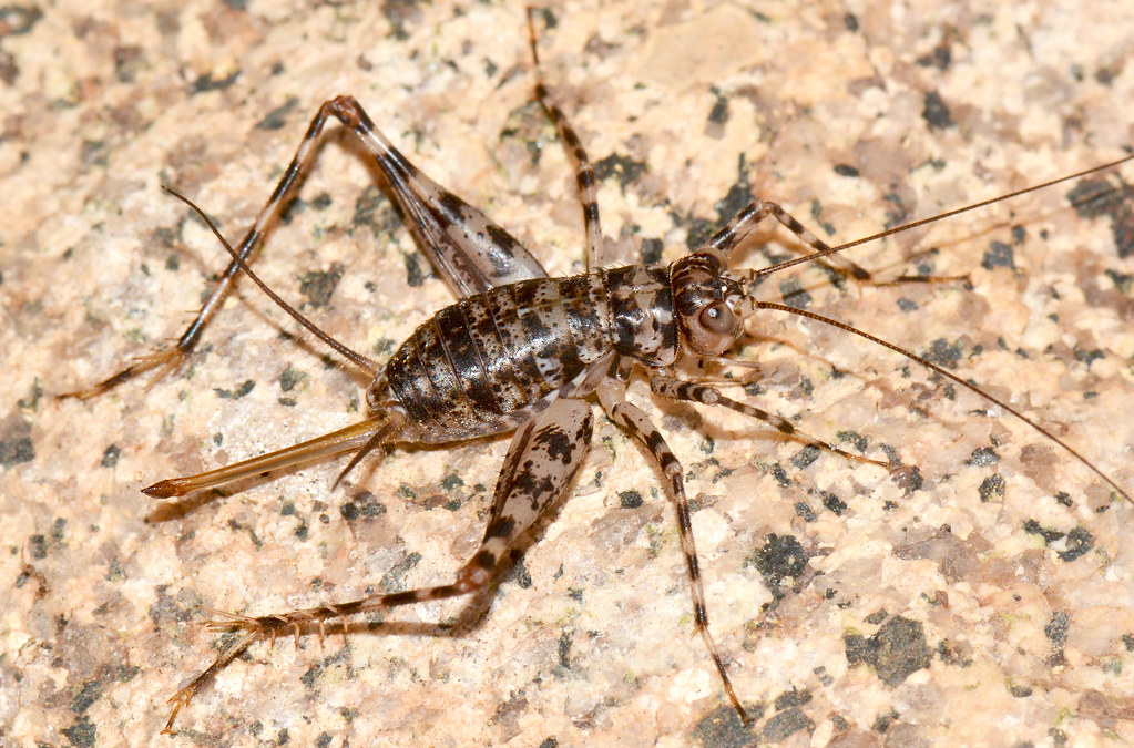 A close-up image of a brown cave cricket.