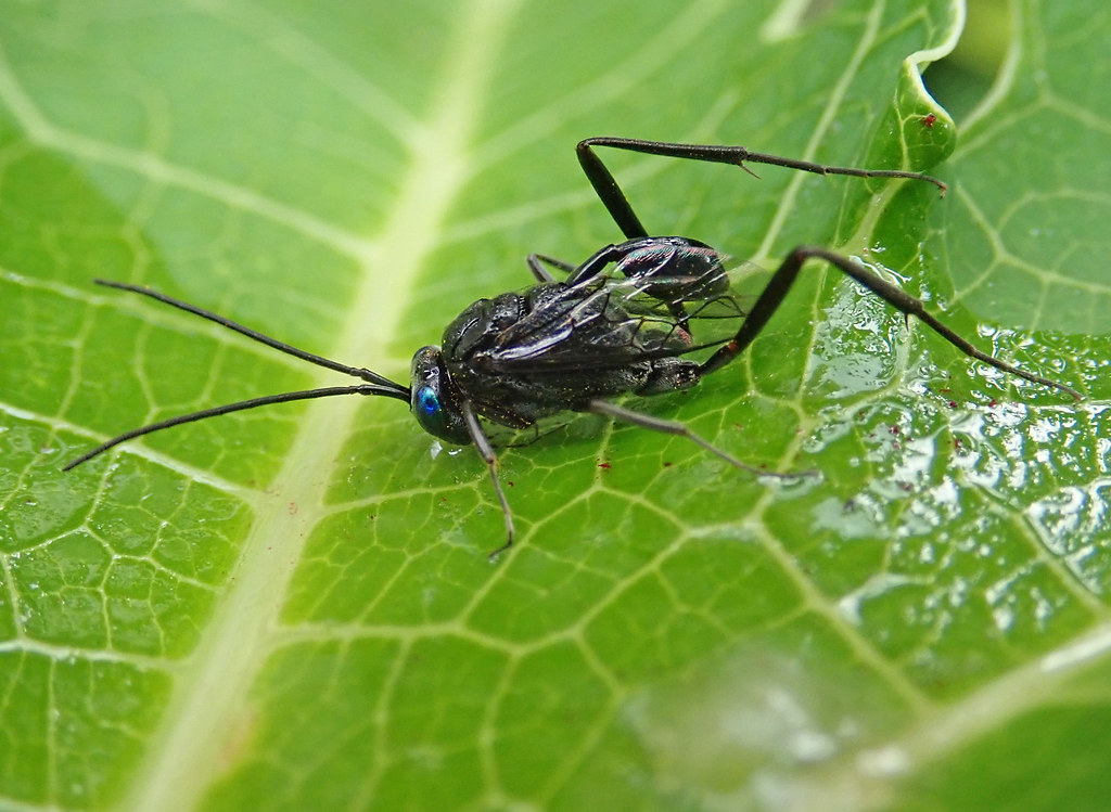 An ensign wasp lying on a leaf surface,