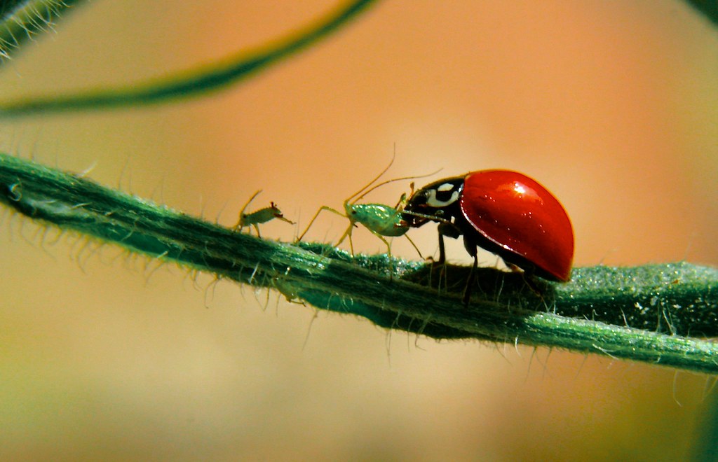 A macro shot of predation occurring between an aphid and ladybug