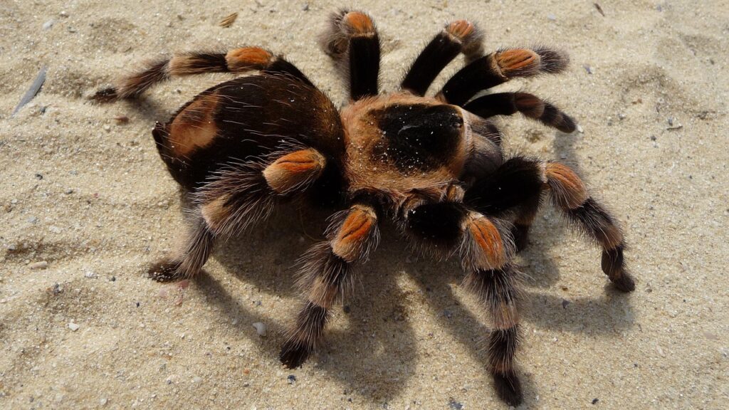 Mexican redknee tarantula with vibrant orange joints on sandy terrain.