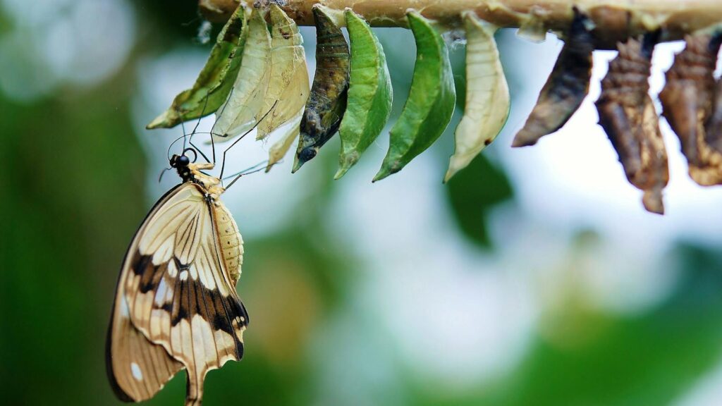 A newly emerged butterfly clings to its empty chrysalis among a row of green and brown pupae hanging from a stick.