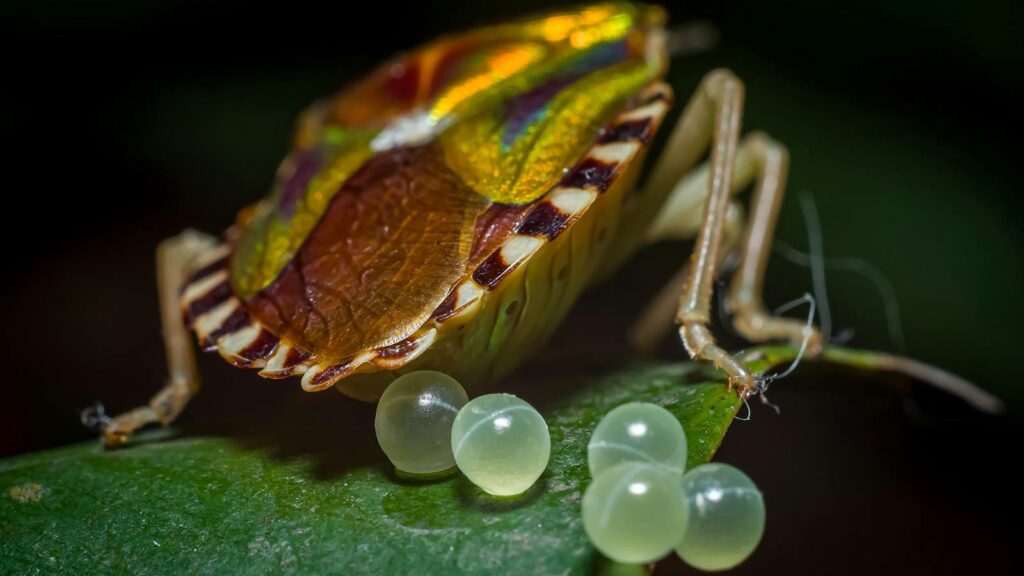 Close-up of a colorful shield bug beside translucent eggs on a green leaf.