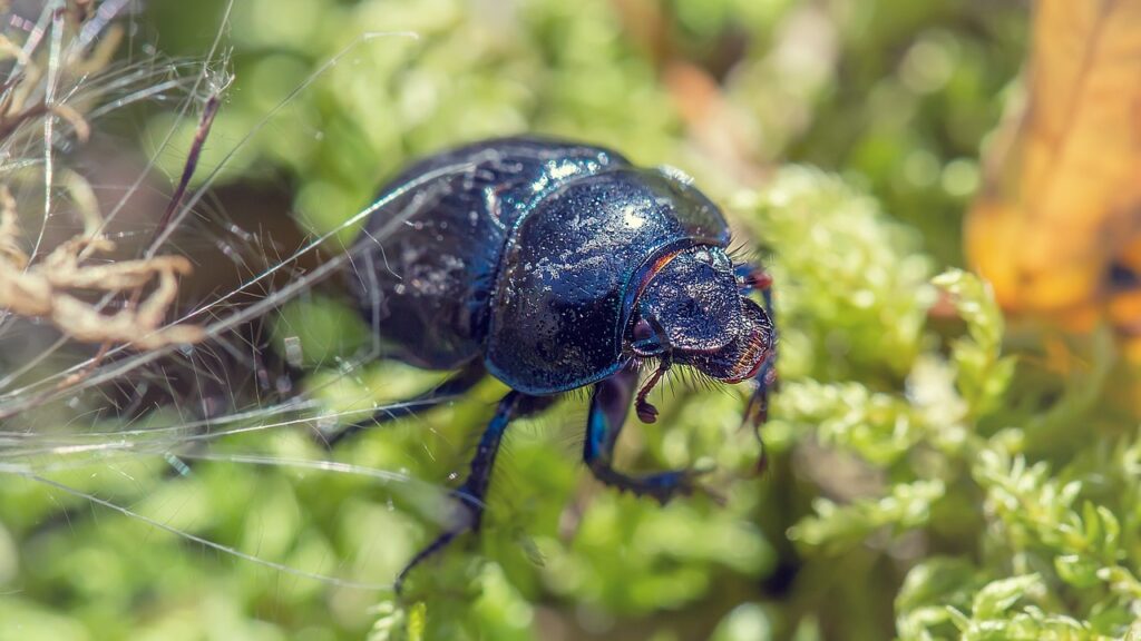 dung beetle, beetle, moss, insect, earth boring dung beetle, dor, scarab, bug, animal, nature, macro, closeup