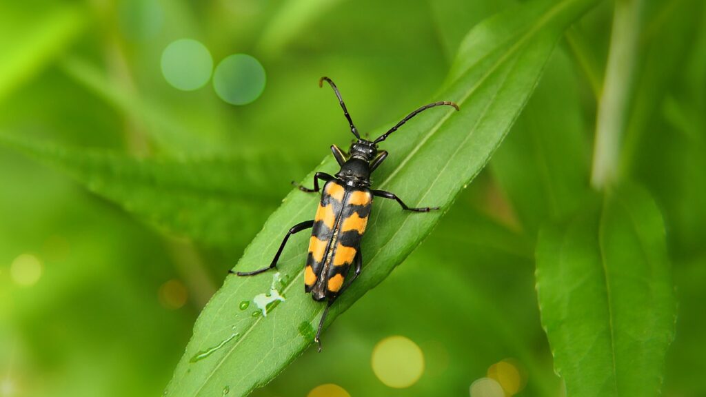insect, beetle, longhorn, six-spotted flower strangalia, strangalia sexnotata, nature, leaf, leptura quadrifasciata, beetle, beetle, beetle, beetle, beetle