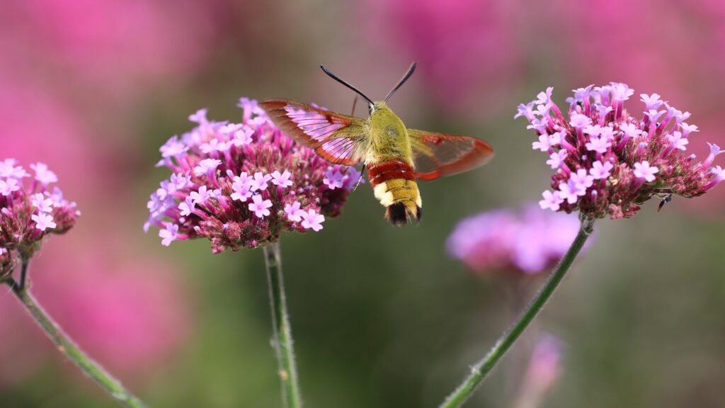hummingbird hawk moth, hawk moth, flowers, vervain, beautiful flowers, verbena, moth, insect, plant, flower background, meadow, nature, macro, flower wallpaper, closeup