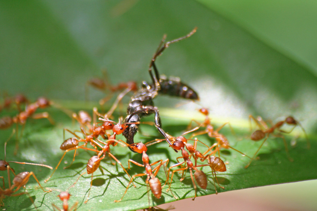 Weaver ants carrying another ant