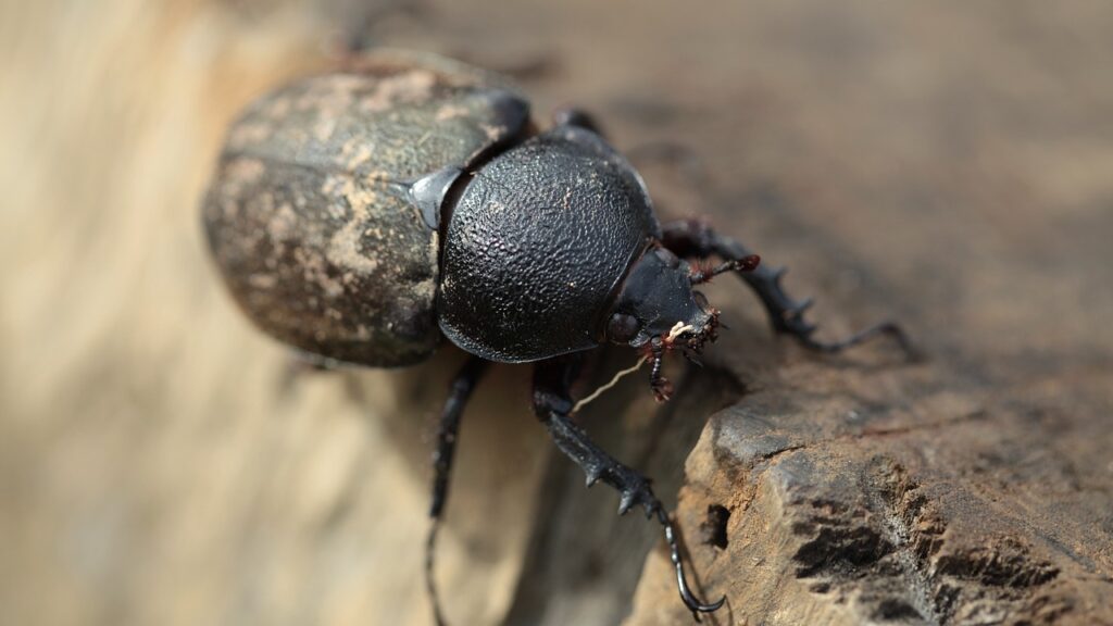 dung beetle, nature, bettle, insect, animal, macro, indonesia