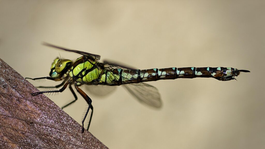 southern hawker dragonfly, dragon-fly, insect, hawker dragonfly, aeshna cyanea, nature, macro, close up, blue-green mosaic bridesmaid
