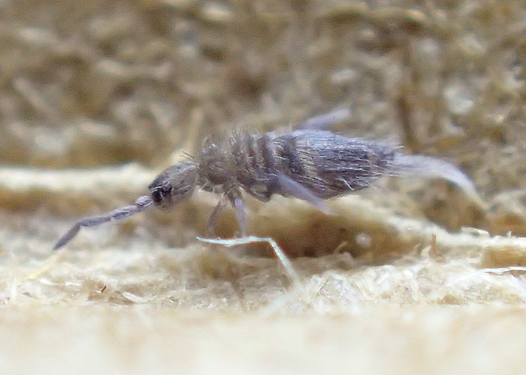 Springtail Entomobrya triangularis. Dark colour form.