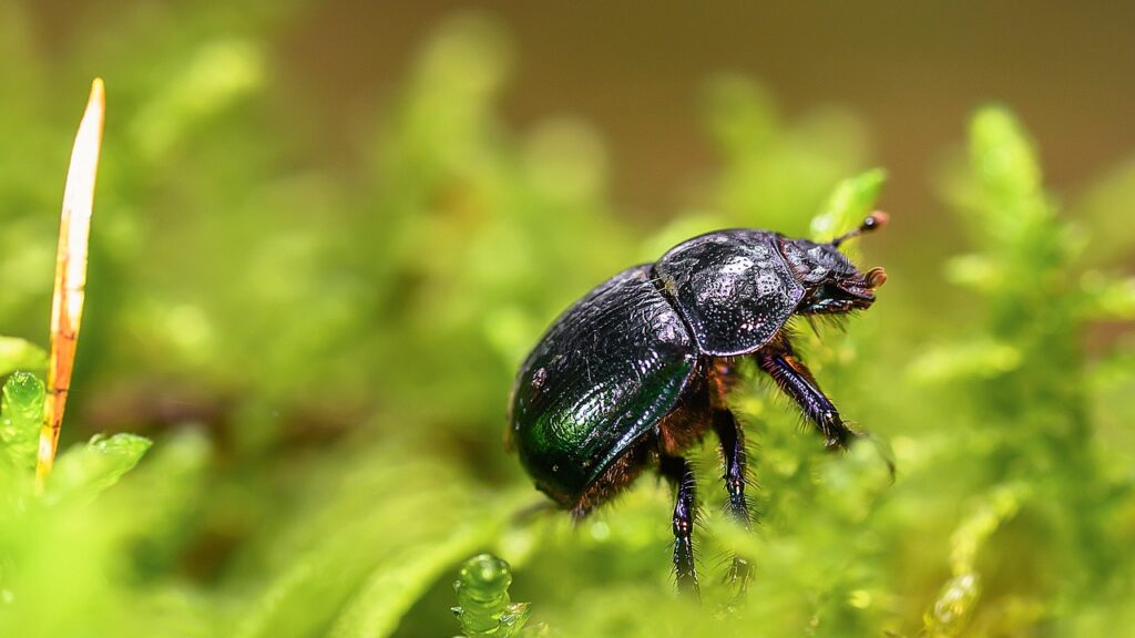 beetle, insect, dung beetle, biotope, macro, wildlife, nature, dung beetle, dung beetle, dung beetle, dung beetle, dung beetle