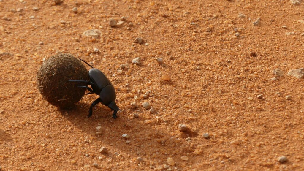 A close-up of a dung beetle pushing a dung ball on a dry, sandy terrain.