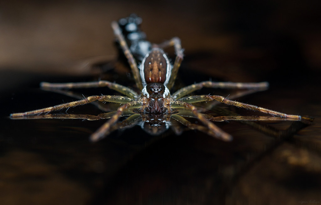 A fishing spider waiting for an unsuspecting prey