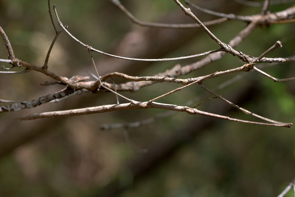 A well hidden stick insect