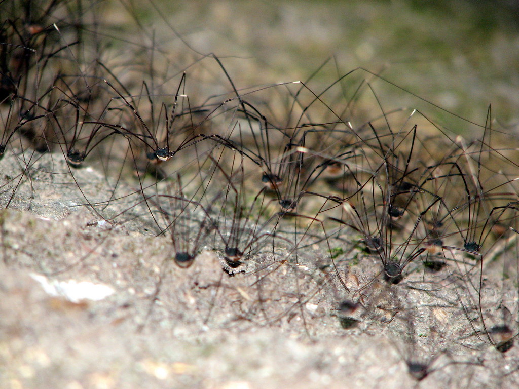 Harvestmen spiders