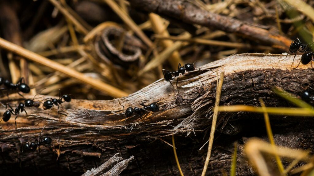 Close-up of black garden ants on a tree log showcasing their natural habitat.