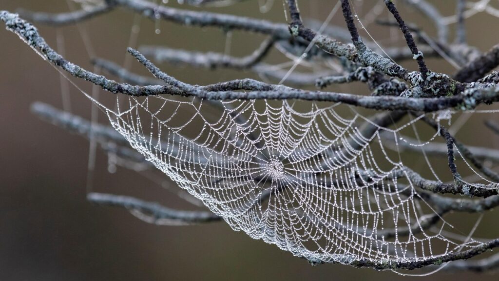 Dew-covered spider web stretched between bare tree branches.