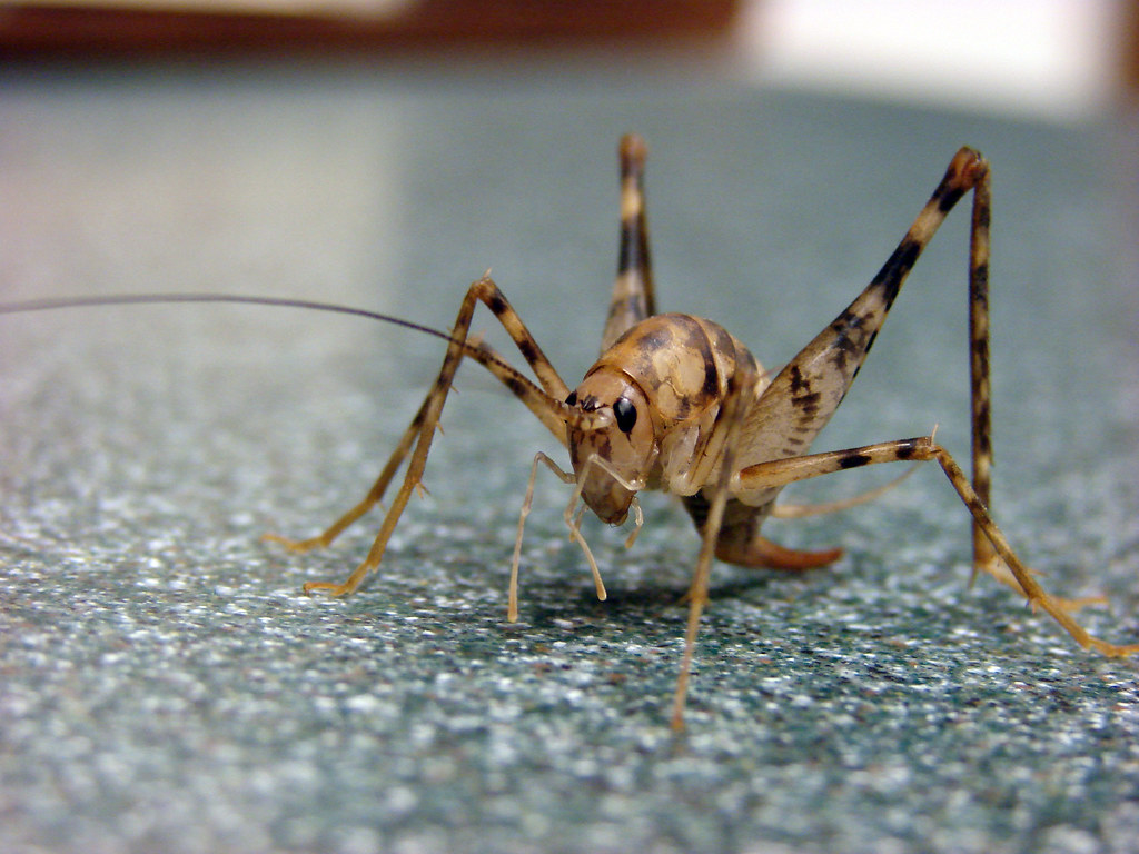 A brown cricket walking on a tiled surface