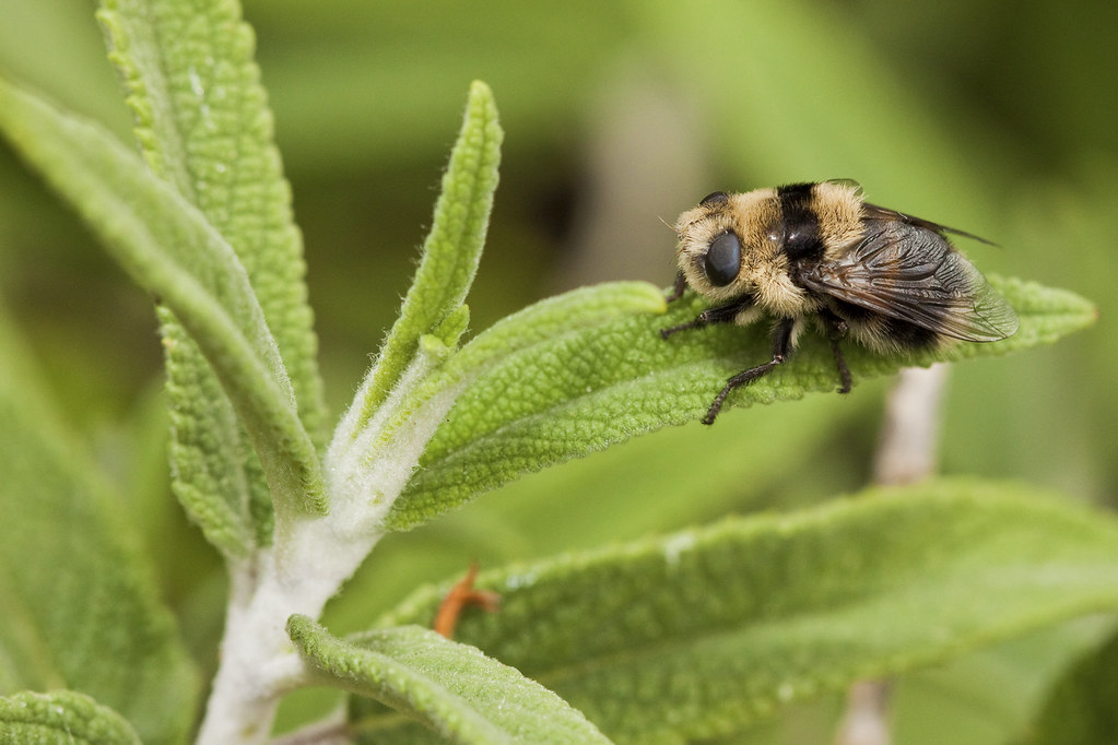A bot fly on a leaf surface,