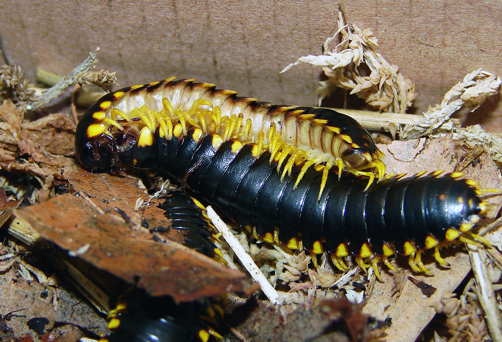 Millipedes mating on some leaf litters
